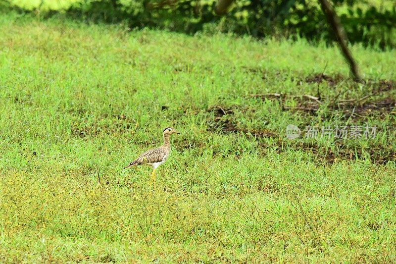 Double-striped Thick-knee